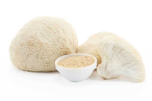 Hericium Erinaceus Mushroom Extract Hericium Erinaceus Mushroom Extract